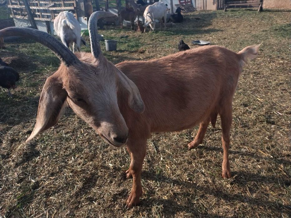 Vând sau schimb țap și capra