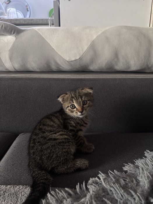 Породистый котёнок
