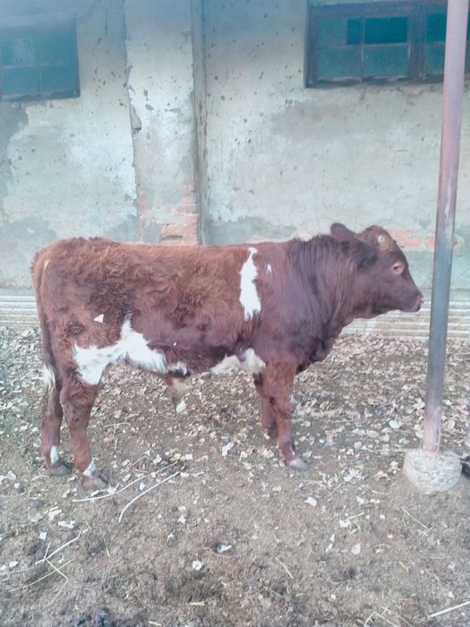 Подсос Бычок сатылады