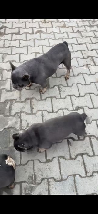 Femela buldog francez cu pedigree