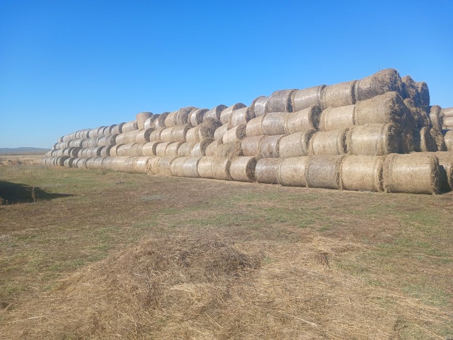 1500 рулон көде шөп