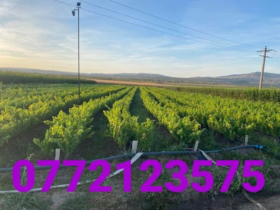 Butași vita de vie altoită și hibrid