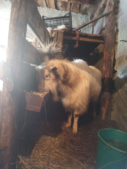 Продам Теке 2.5жас