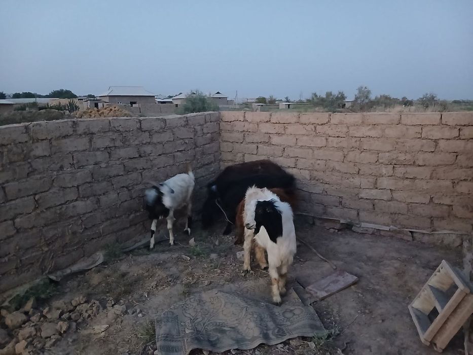 5ta echi sotiladi 8ml kelishiladi