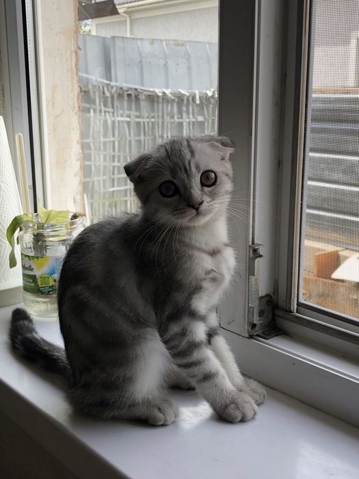 котенок шотландский