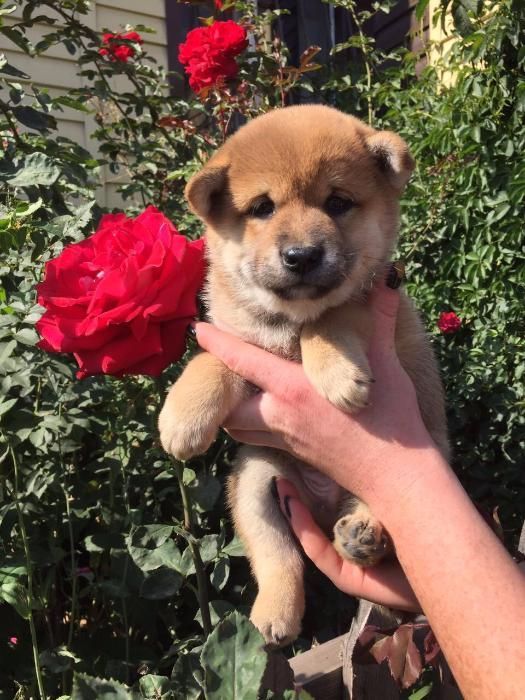 сибаиньчики на продажу