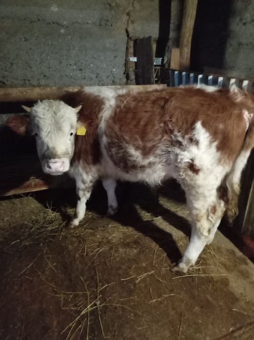 Бык 11 мес. Алабай