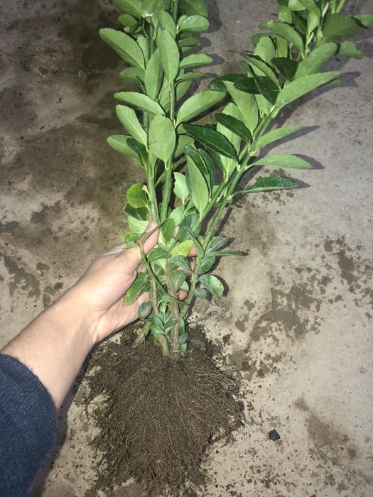 Шамшод кучатлари