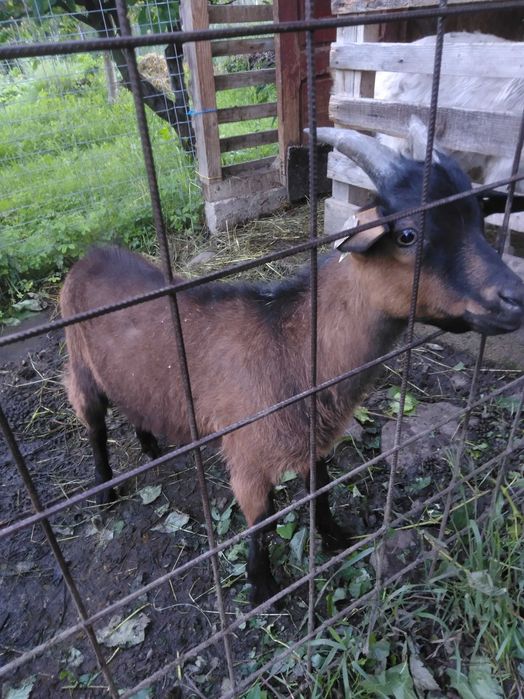 Vand un ied bun de prasila
