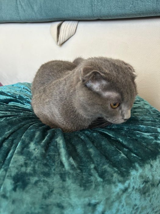 Шотландский вислоухии 6 мес мальчик