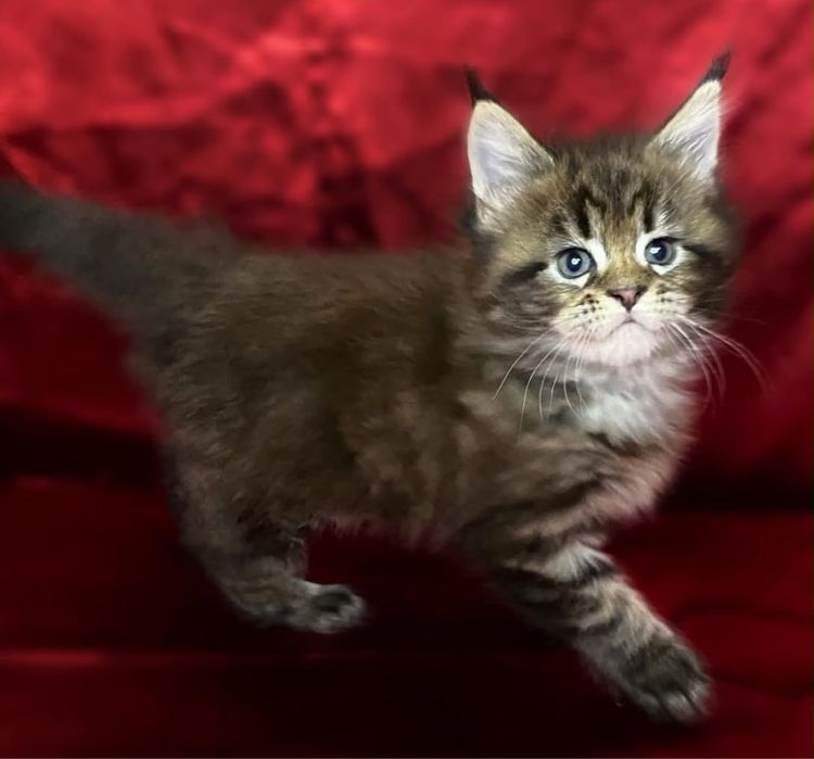 Котята мейн-кун из проф питомника.