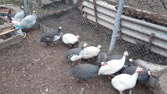 Продам цесарят возраст неделя