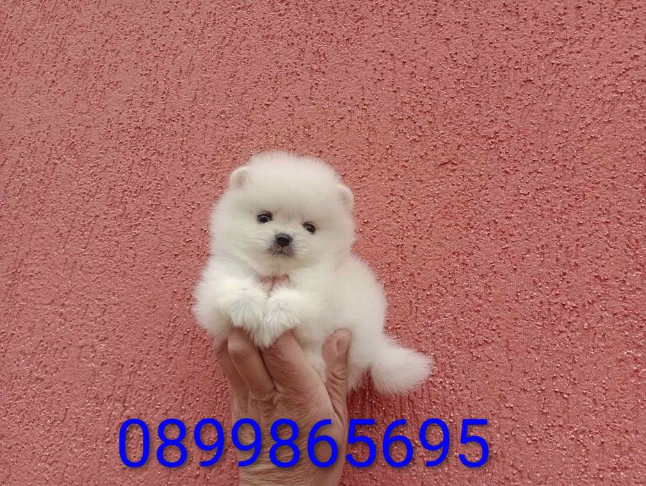 Мини Померанчета!