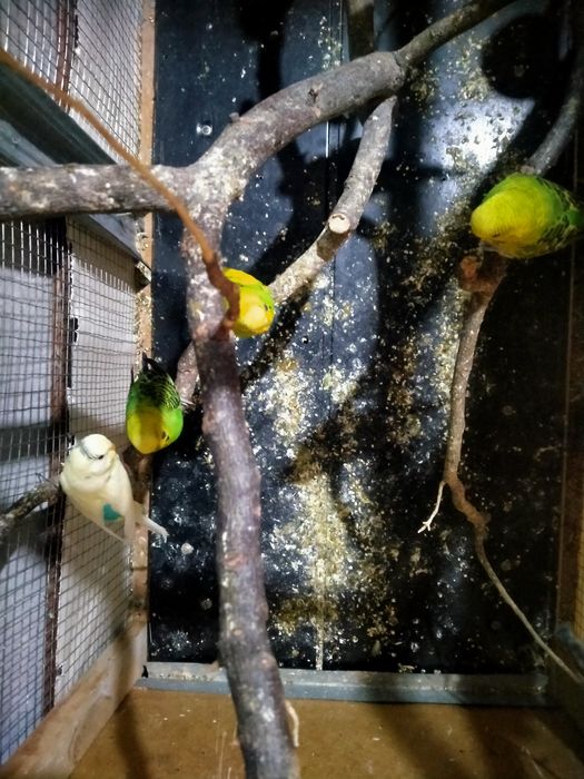 Попугай волнистый