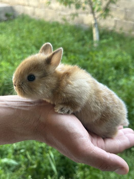 Mitti quyonchalatimiz sotuvda bor tuklari yaltiroq ajoyib sovga  croyl
