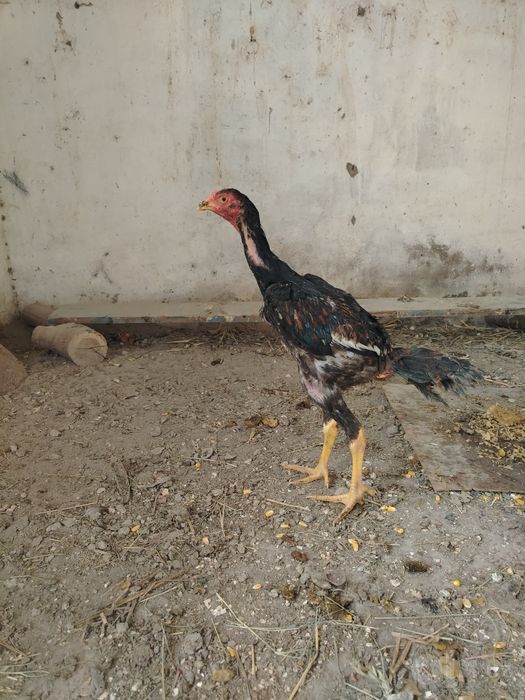 Dakan jo'ja sotiladi