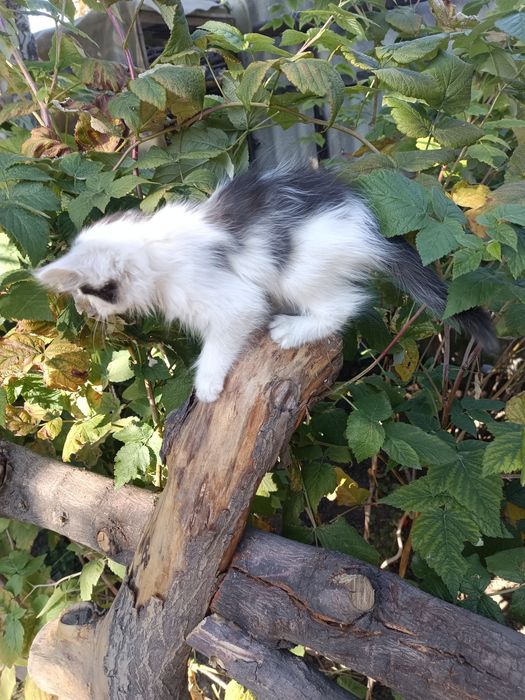 Отдам котика в добрые руки
