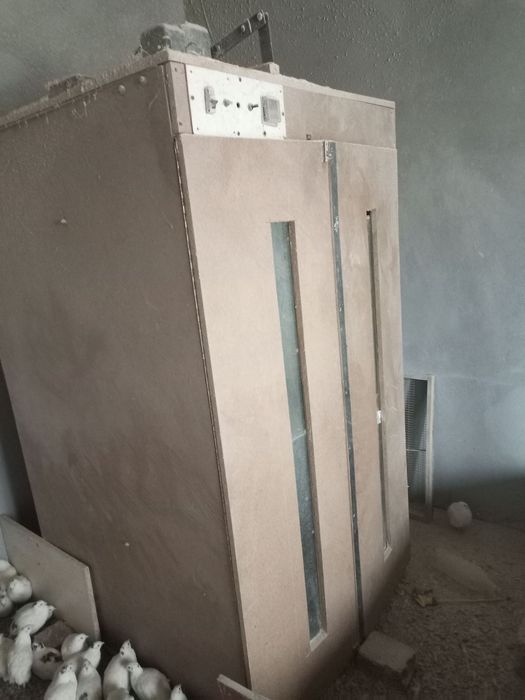 Bedana qafasla va inkubator sotikadi