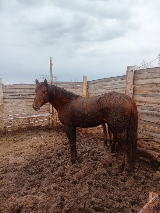 Продам жеребца..