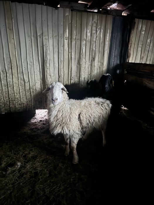 Қошқар  Сек сатылады