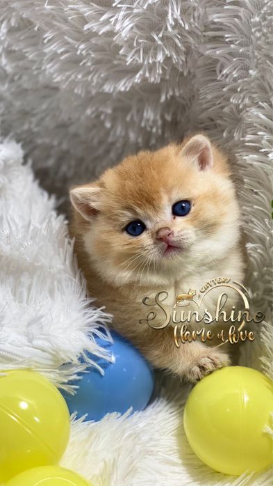 Сладуны малыши шиншиллы