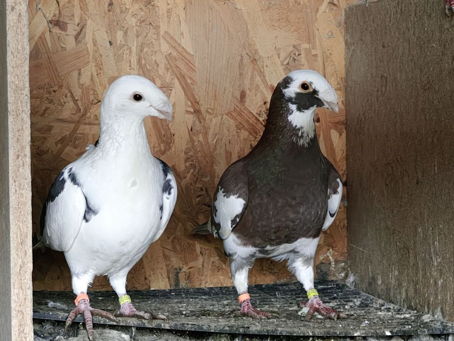 Porumbei  diferite rase.