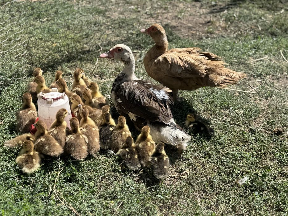 Продам индауток с утятами