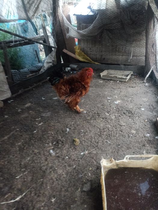 Vând cocoș de rasa ciufuliți