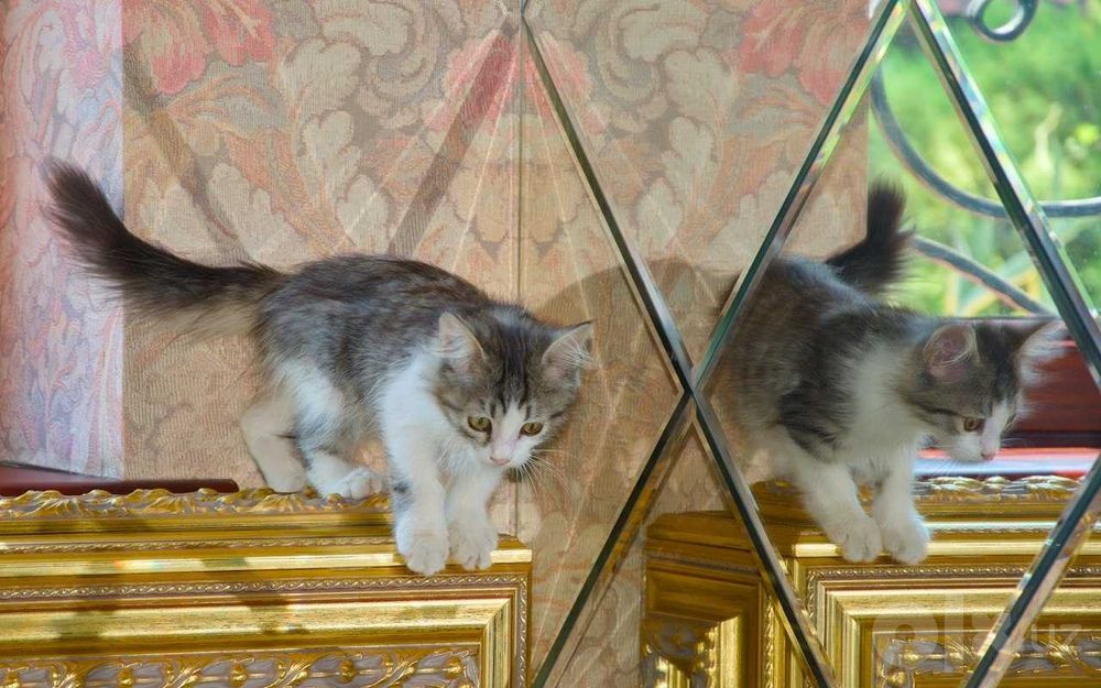 Пристраивается кошечка-девочка,3 месяца,пушистая.
