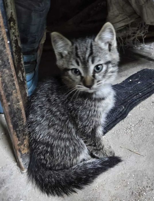 Отдам 4 котят в добрые руки