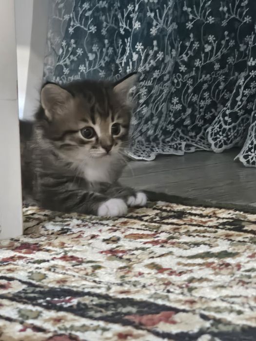 Продам в добрые руки котенка