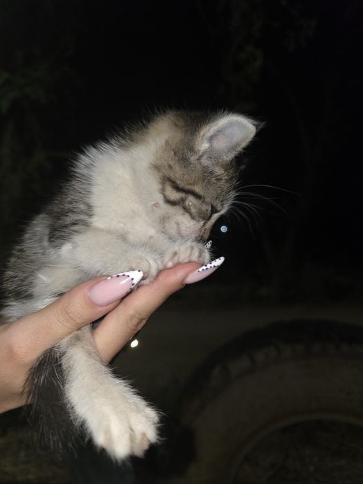 Котята бесплатно