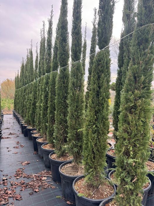 Plante  tuia  maslin  copaci