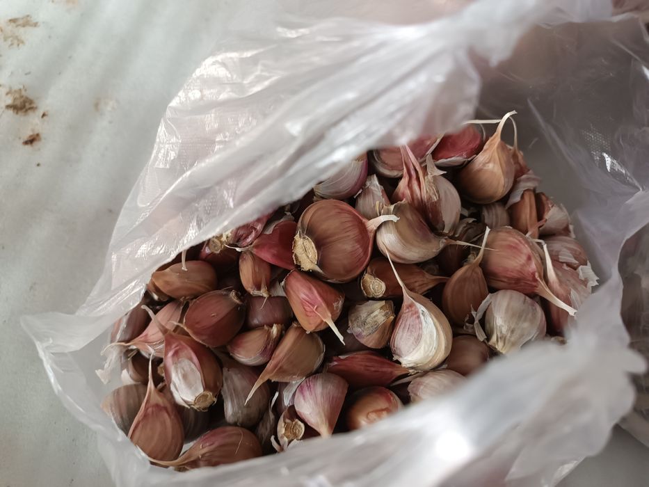 Чеснок домашний Великан