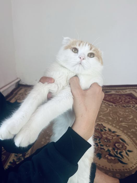 Шотландская вислоухая кошка