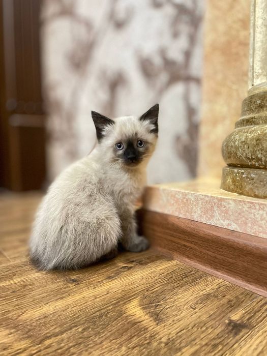 Siamskiy mushuk 50 kunlik