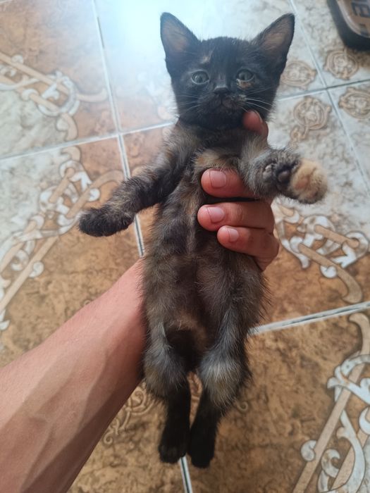 Отдам котят в хорошие руки