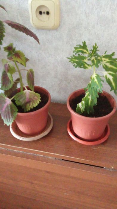 Продам   колеусы