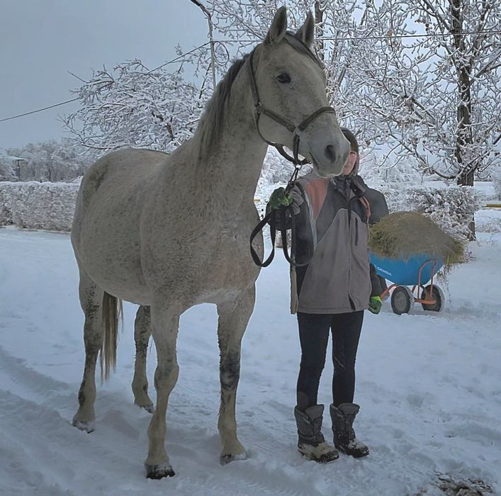 Продам  жеребую кобылу.