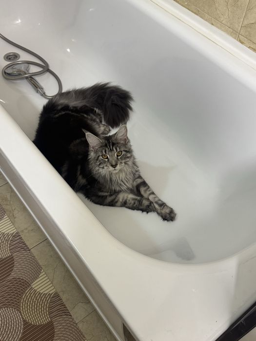 Отам кошку в хорошие руки