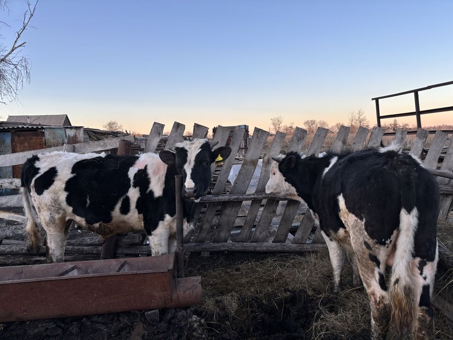 продам быков 1,2 года