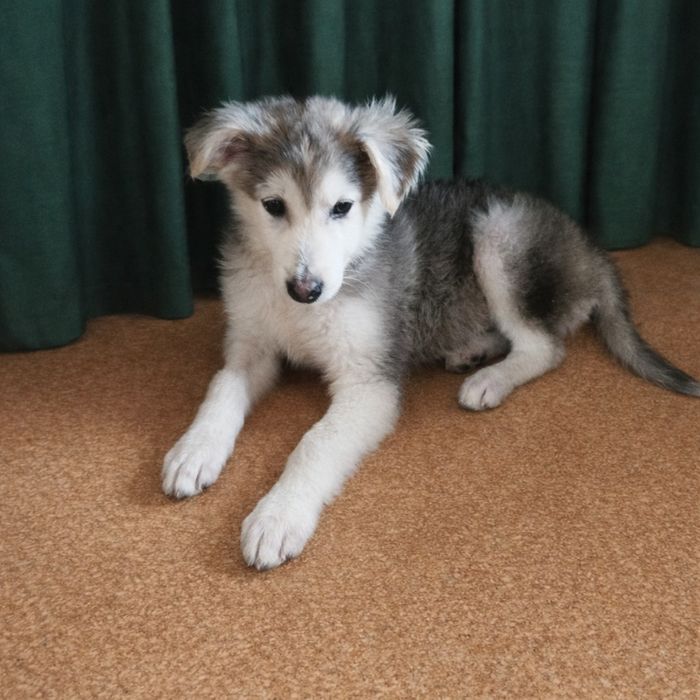 Щенок в поисках дома.