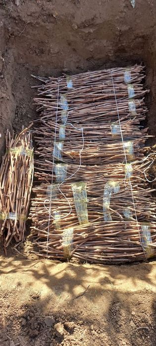 Uzum qalamcha ko‘chatlari