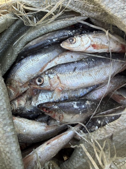 Продам рыбу карась и рипус из Зайсана