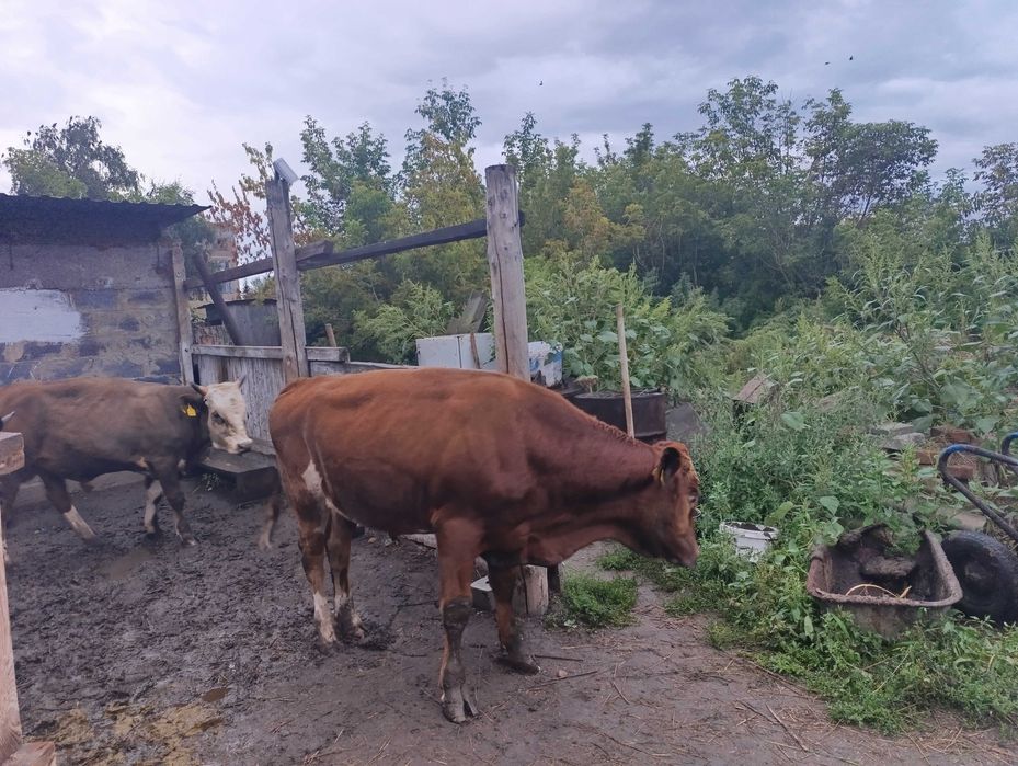 Продам бычков 1.5