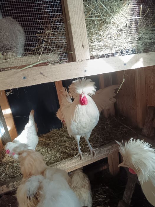 Oua pentru incubat motata olandeza ,Brakel , Austrolop și Brahma