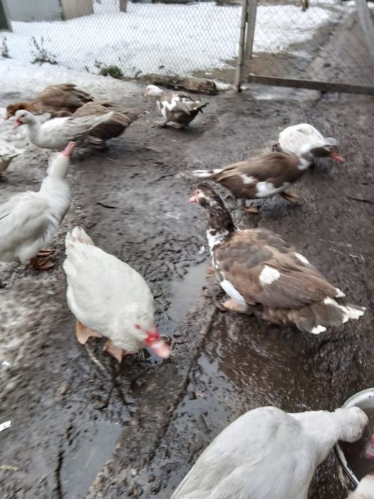 Продаются индоутки