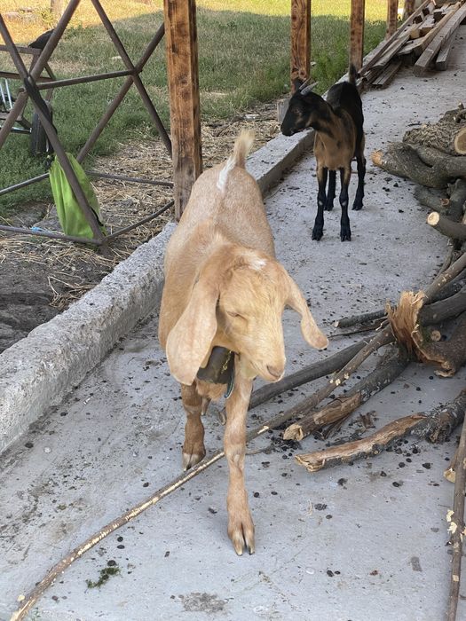 Țap anglo nubian si iedița alpin francez