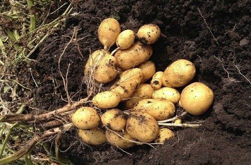 Семенной картофель Джувел (Juvel)