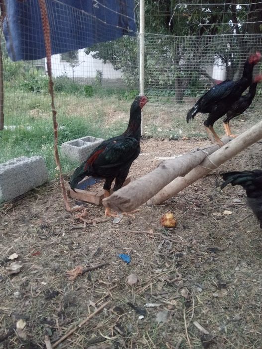 3 куры 3 петуга тайго